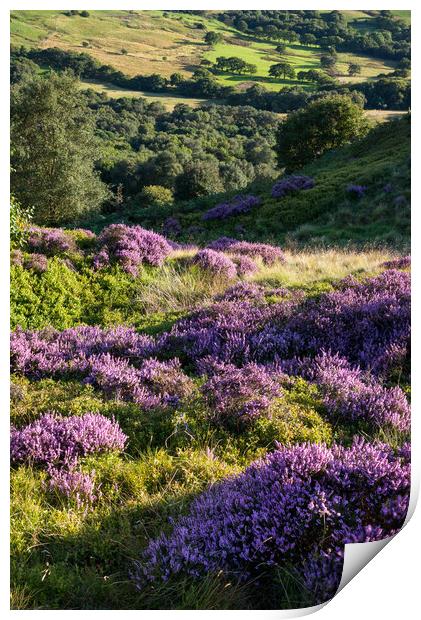 Summer heather and greenery, Charlesworth, Derbyshire Print by Andrew Kearton