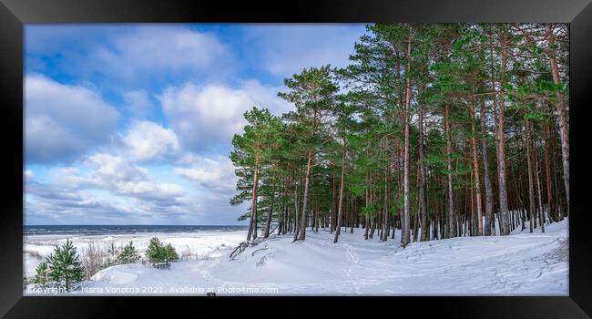 Snowy sea coast with pine forest in winter Framed Print by Maria Vonotna