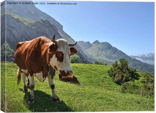 Majestic Brown Cow Canvas Print by Graham Taylor