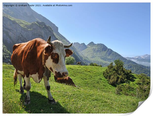 Majestic Brown Cow Print by Graham Taylor