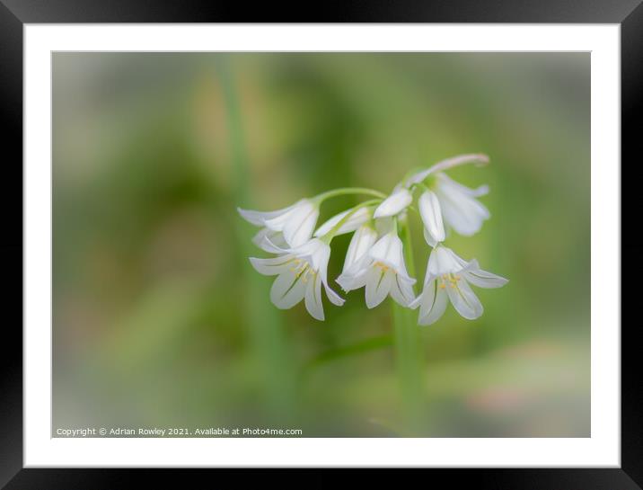 Soft Focus Flora Framed Mounted Print by Adrian Rowley
