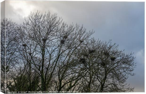 Crow bird nests in trees in winter against a blue cloud background Canvas Print by SnapT Photography