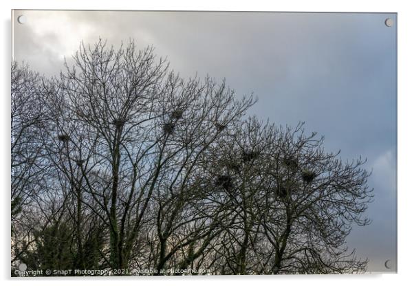 Crow bird nests in trees in winter against a blue cloud background Acrylic by SnapT Photography