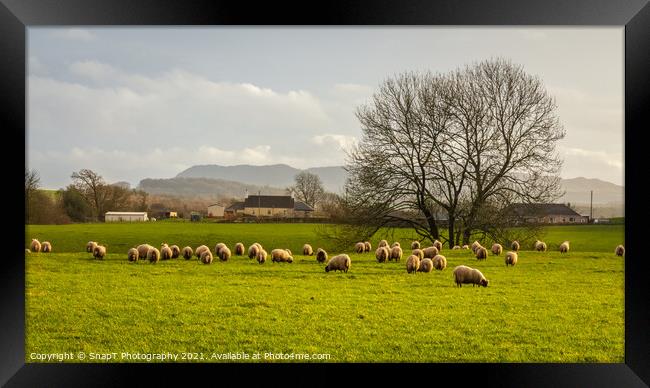Sheep grazing in a green lowland Scottish field, on a cloudy winter day Framed Print by SnapT Photography