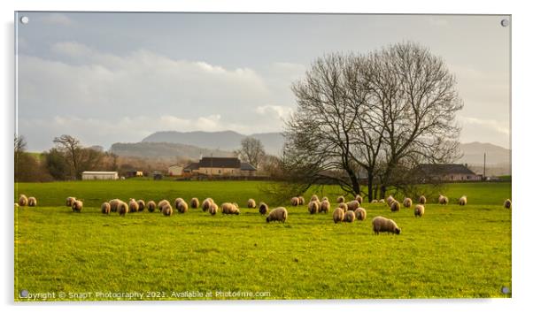 Sheep grazing in a green lowland Scottish field, on a cloudy winter day Acrylic by SnapT Photography