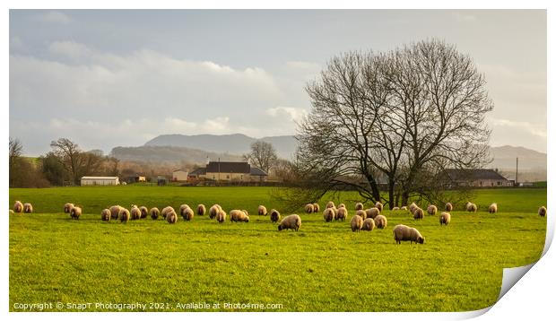 Sheep grazing in a green lowland Scottish field, on a cloudy winter day Print by SnapT Photography