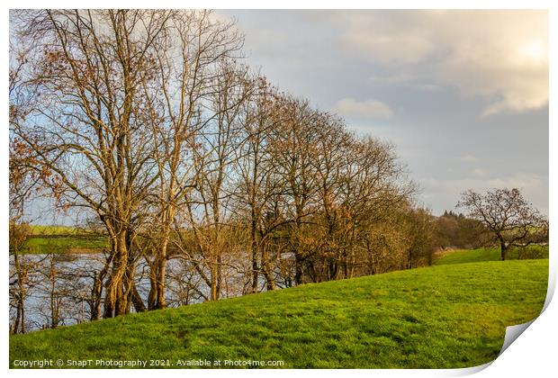 Row of willow and alder trees at the edge of a green field beside a river Print by SnapT Photography