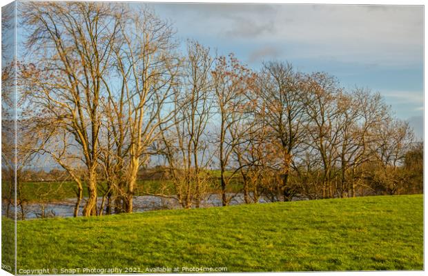 Row of willow and alder trees at the edge of a green field beside a river Canvas Print by SnapT Photography