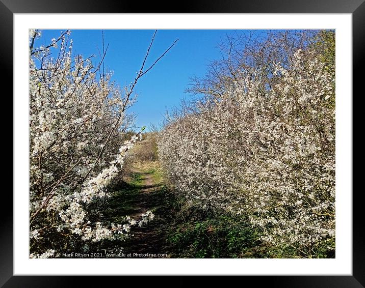 Spring Blossom  Framed Mounted Print by Mark Ritson