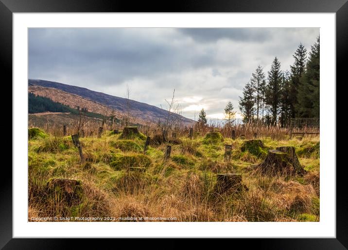Regeneration of a former deforested and clear felled conifer plantation Framed Mounted Print by SnapT Photography