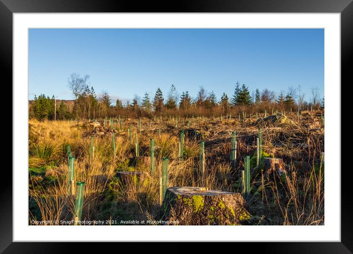 Replanting old deforested and clear felled conifer forest with broadleaf trees Framed Mounted Print by SnapT Photography