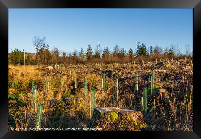 Replanting old deforested and clear felled conifer forest with broadleaf trees Framed Print by SnapT Photography
