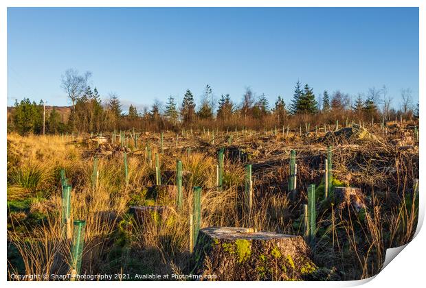 Replanting old deforested and clear felled conifer forest with broadleaf trees Print by SnapT Photography