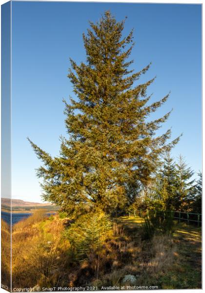 A sitka spruce conifer tree at Clatteringshaws Loch in the winter sun Canvas Print by SnapT Photography