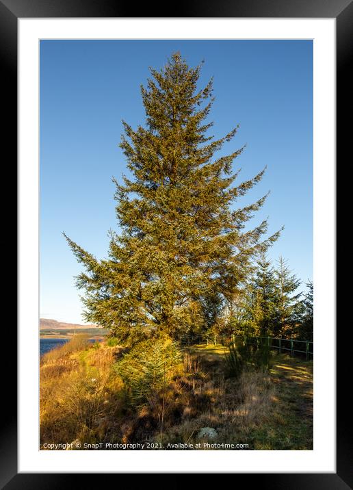 A sitka spruce conifer tree at Clatteringshaws Loch in the winter sun Framed Mounted Print by SnapT Photography