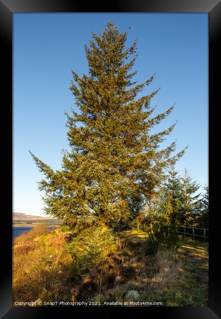 A sitka spruce conifer tree at Clatteringshaws Loch in the winter sun Framed Print by SnapT Photography