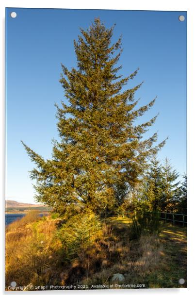 A sitka spruce conifer tree at Clatteringshaws Loch in the winter sun Acrylic by SnapT Photography