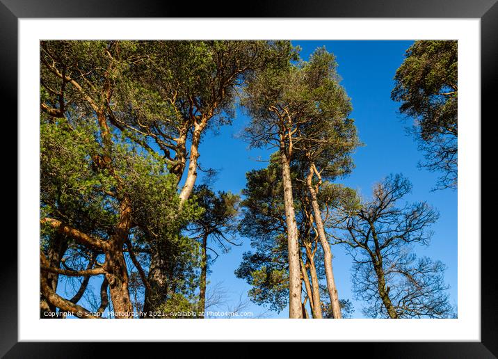 Caledonian pine trees at Clateringshaws Loch and Visitors Centre, Scotland Framed Mounted Print by SnapT Photography