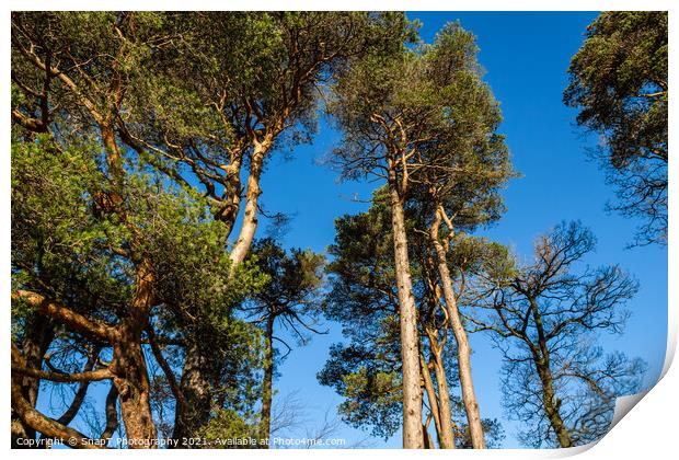 Caledonian pine trees at Clateringshaws Loch and Visitors Centre, Scotland Print by SnapT Photography