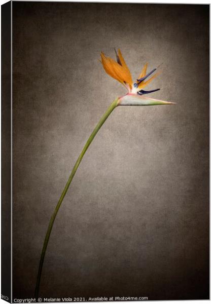 Beautiful flower - Strelitzia | vintage style gold  Canvas Print by Melanie Viola