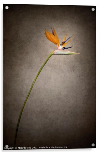 Beautiful flower - Strelitzia | vintage style gold  Acrylic by Melanie Viola