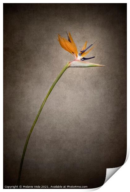 Beautiful flower - Strelitzia | vintage style gold  Print by Melanie Viola