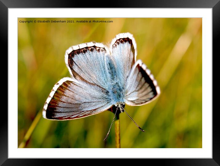 Chalkhill Blue Butterfly. Framed Mounted Print by Elizabeth Debenham