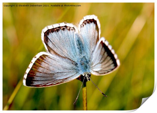 Chalkhill Blue Butterfly. Print by Elizabeth Debenham