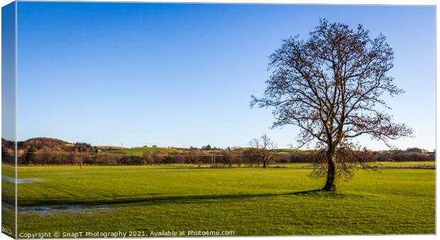 A lone broadleaf tree in an empty green field on a sunny winters day, Scotland Canvas Print by SnapT Photography