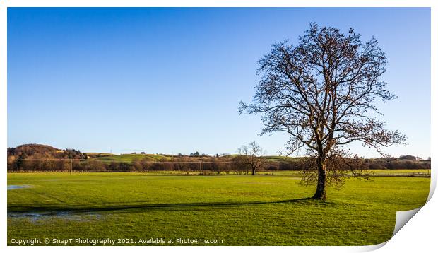 A lone broadleaf tree in an empty green field on a sunny winters day, Scotland Print by SnapT Photography