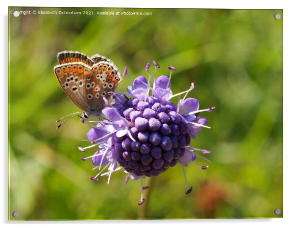 Brown Argus Butterfly on Scabious Acrylic by Elizabeth Debenham