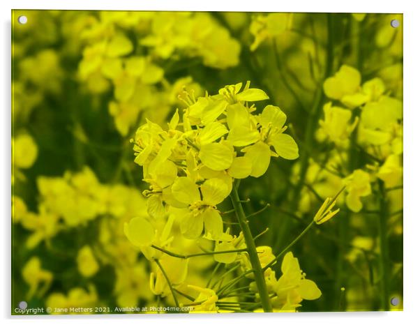 Sunshine Yellow Acrylic by Jane Metters