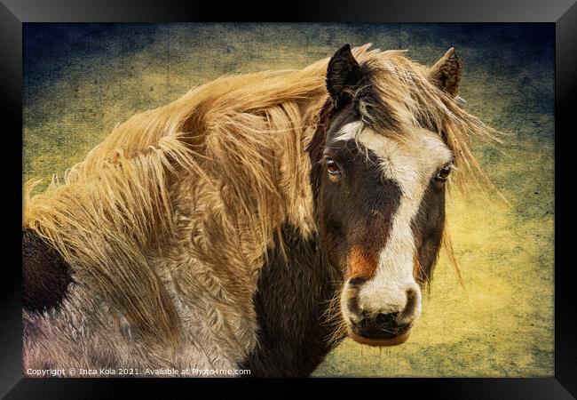 Harris The Horse and His Mane Framed Print by Inca Kala