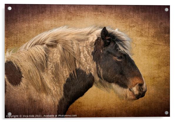 Harris A Horse in Profile  Acrylic by Inca Kala