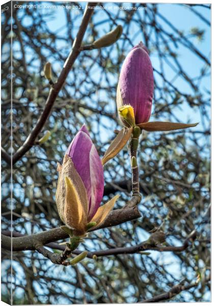 Buds of Magnolia about to burst open Canvas Print by Kevin White
