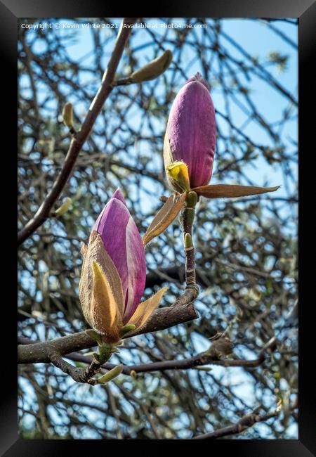 Buds of Magnolia about to burst open Framed Print by Kevin White