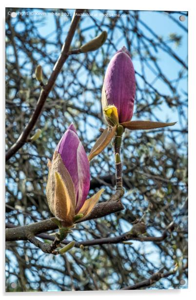 Buds of Magnolia about to burst open Acrylic by Kevin White