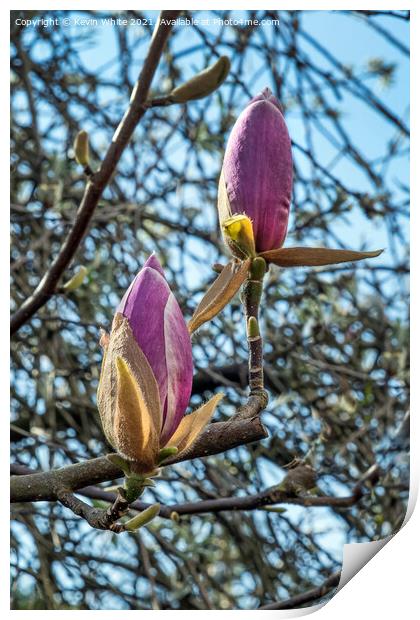 Buds of Magnolia about to burst open Print by Kevin White