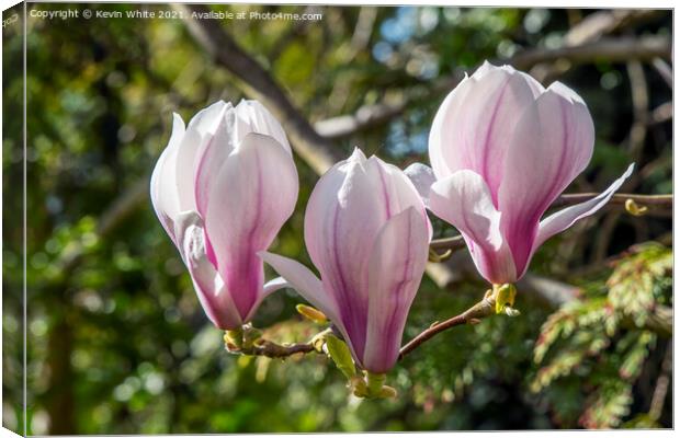 Magnolia Canvas Print by Kevin White