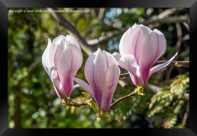 Magnolia Framed Print by Kevin White