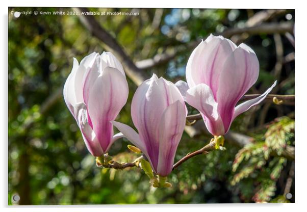 Magnolia Acrylic by Kevin White