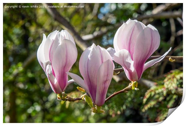 Magnolia Print by Kevin White
