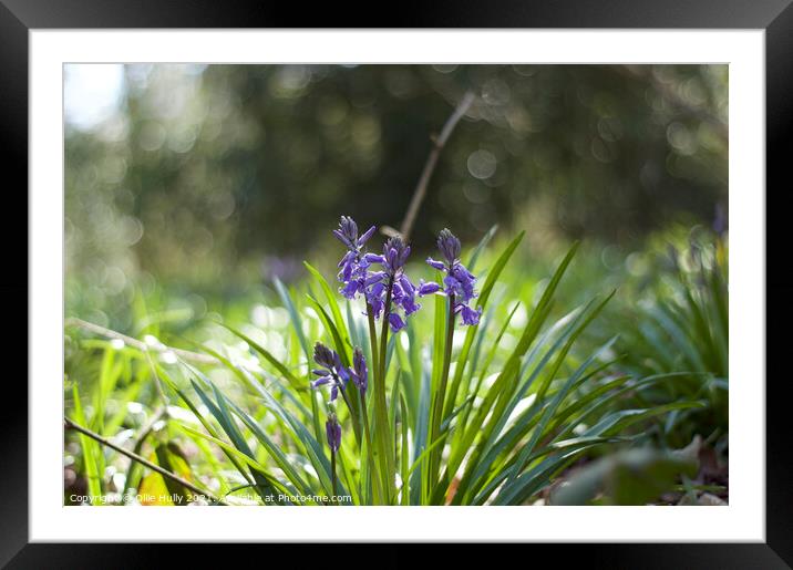 Bluebells Framed Mounted Print by Ollie Hully