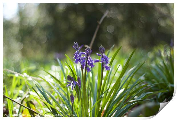 Bluebells Print by Ollie Hully