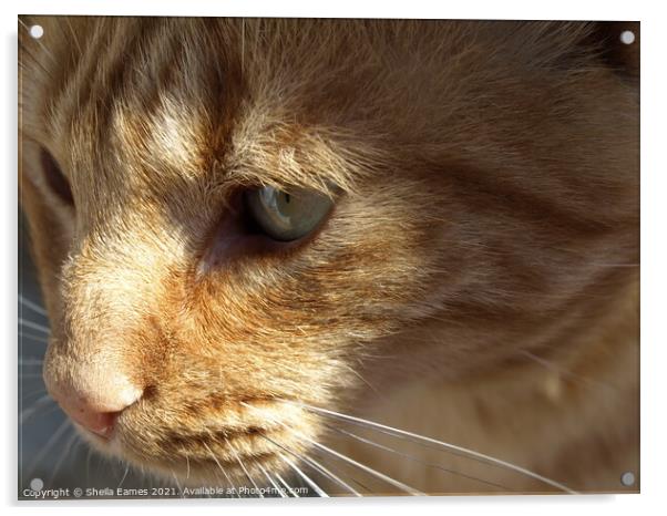 A Beautiful Cat, Watching it's Prey Acrylic by Sheila Eames