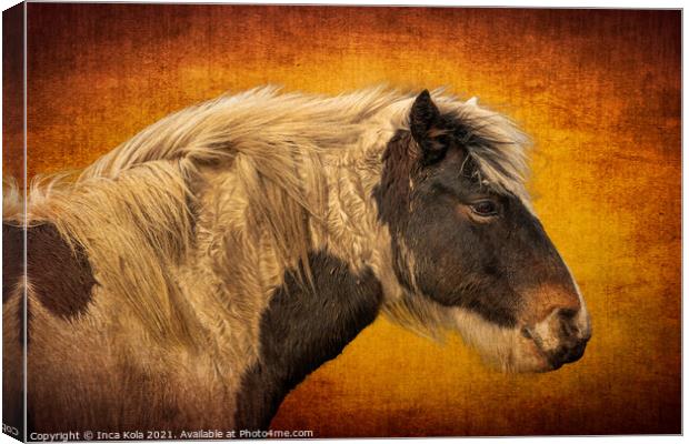 Harris A Horse in Profile  Canvas Print by Inca Kala