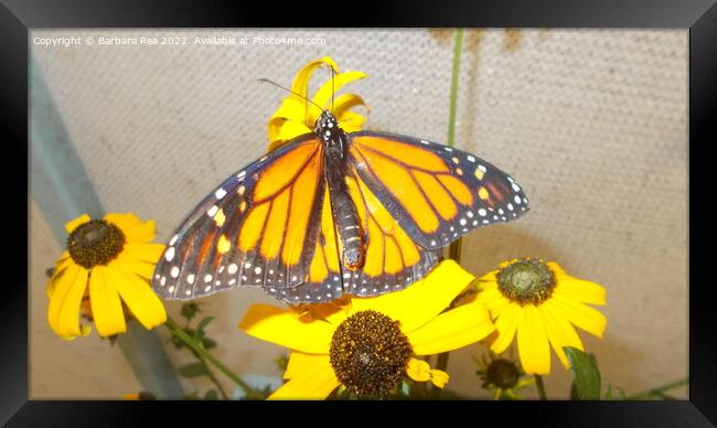Monarch Butterfly Framed Print by Barbara Rea