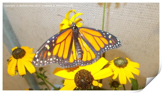 Monarch Butterfly Print by Barbara Rea