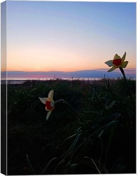Narcissus at Sunset Canvas Print by Mark Ritson
