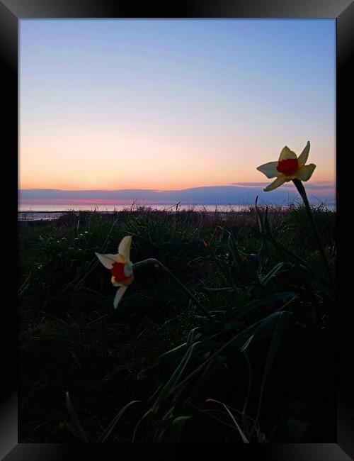 Narcissus at Sunset Framed Print by Mark Ritson
